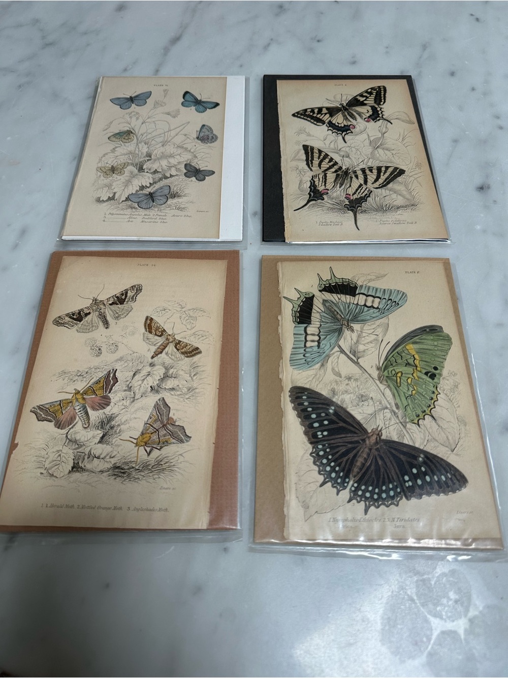 1800s William Jardine The Naturalist Library Rare Butterfly Chromolithographs